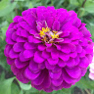 Meet your Posher, Maribeth